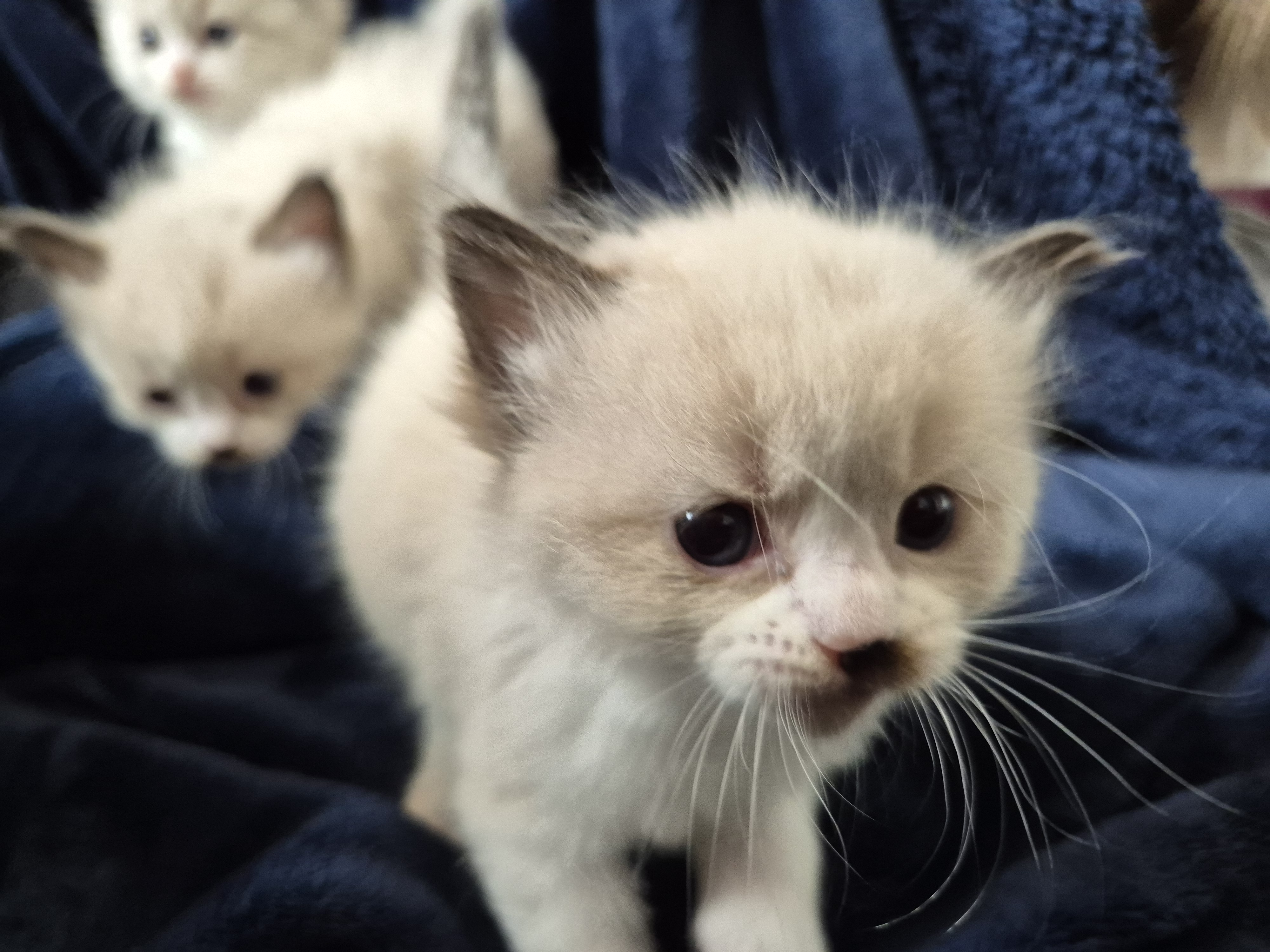 Ragdoll-Kätzchen kommt auf die Kamera zu