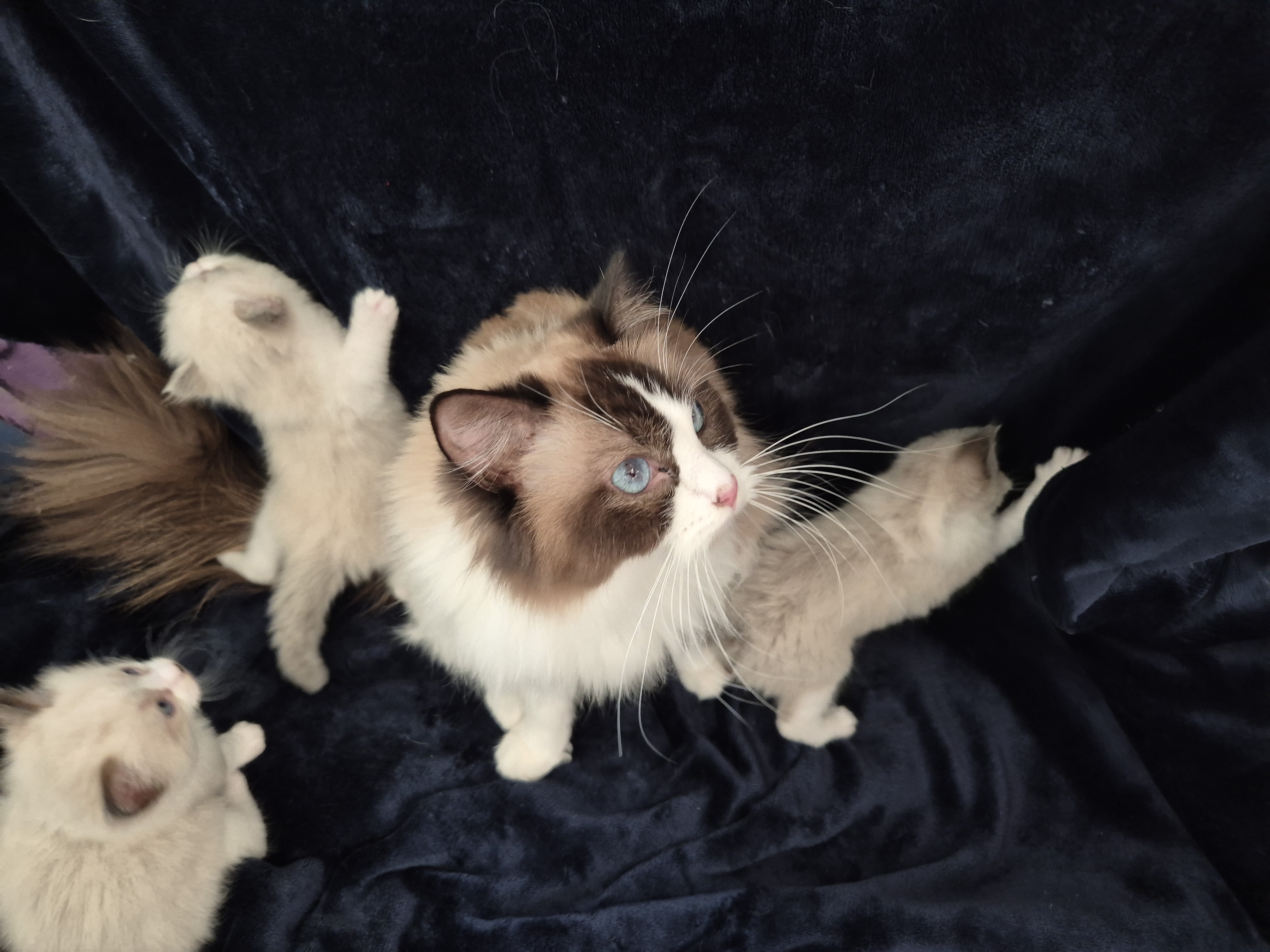 Moocy – unsere Ragdoll-Stammkatze mit ihren Kätzchen