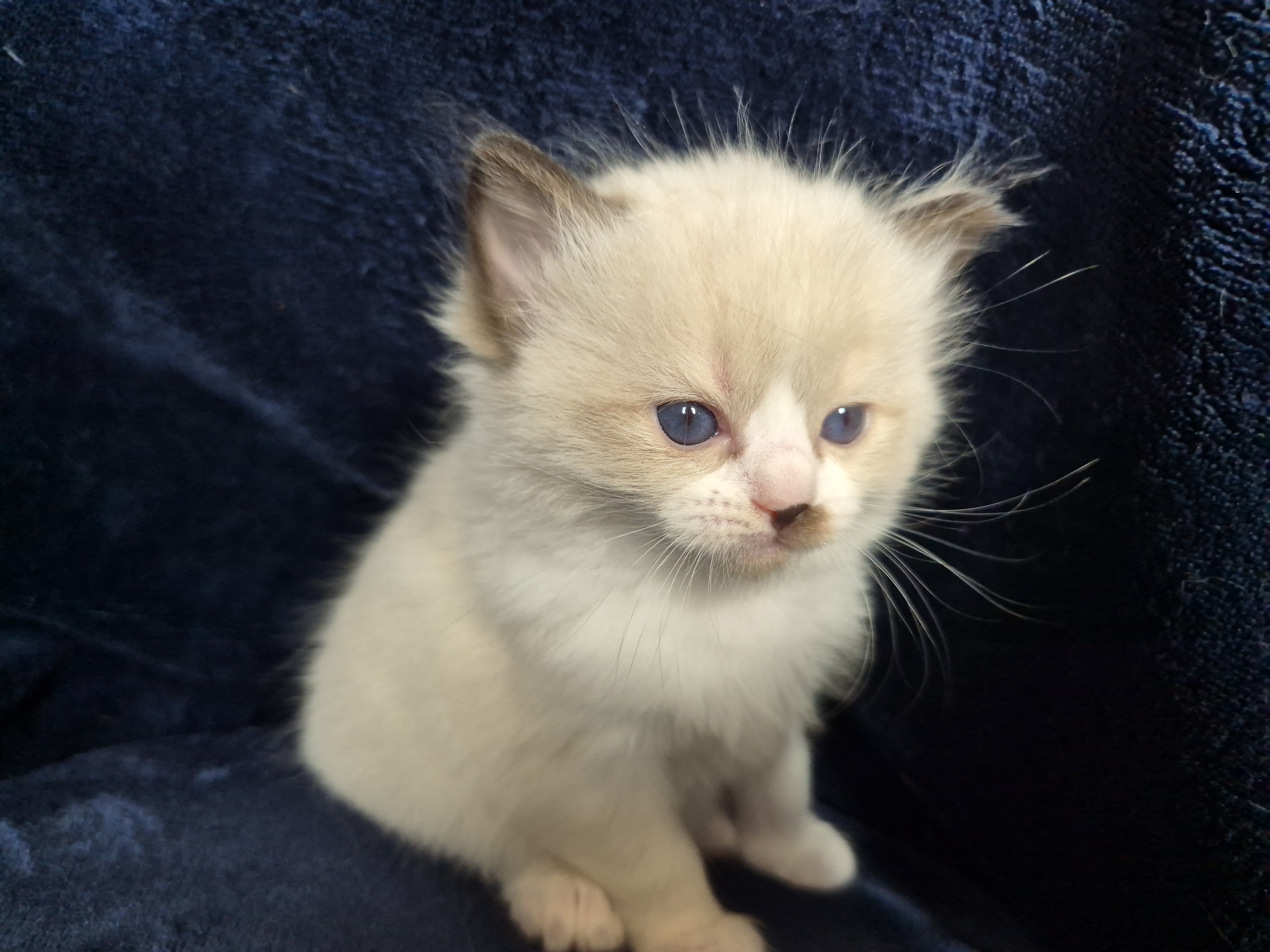 Ragdoll-Kätzchen Amber sitzt aufrecht, Seal Mitted
